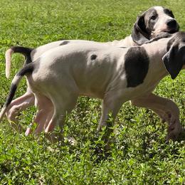 America - Blue and white female Great Dane puppy in Florida from Beachside Kennels