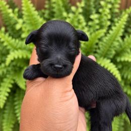 Heath - Black male Miniature Schnauzer puppy in Dorr, Michigan from Enchanted Paws