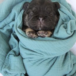 French Bulldog Puppies from Brandi Alsip