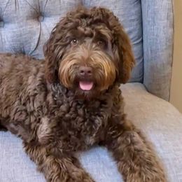 Chloe - Australian Labradoodle