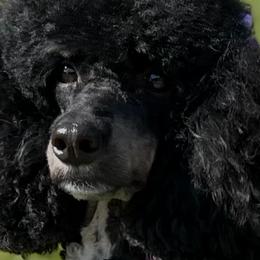 Cavapoos from Autumn Poodles/Doodles