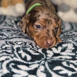 Dachshund Puppies from Neeley Family's Weenies