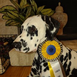 Bravo - Dalmatian