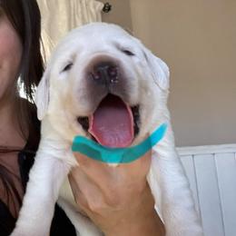 Boy 2   Fee 3,550 - Yellow male Labrador Retriever puppy in Santa Clarita, California from Five Star Labradors