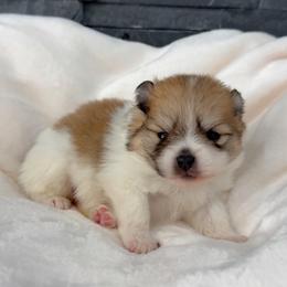 Charm - Tri-colored female Pomeranian puppy in Goodyear, Arizona from AZ Royal Doxies llc