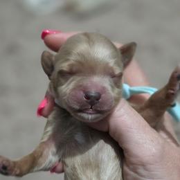 Light Blue Collar - Red  male Goldendoodle puppy in Vernon, Texas from Sugarland's Texas Goldendoodles