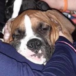Boxers from Frenchkisses Breeding by Brandy