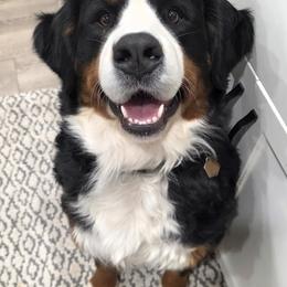 Bernese Mountain Dogs from Sugarplum Bernese