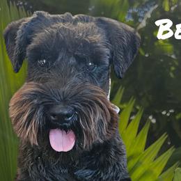 Australian Cattle Dogs and Miniature Schnauzers from B & E Farms