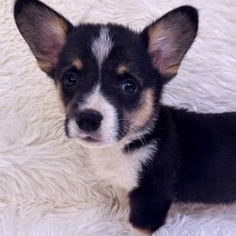 REDUCED “Peter” (Lime Green Boy) - Black and tan Pembroke Welsh Corgi puppy in Oregon City, Oregon from Lavendel Corgis