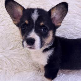 REDUCED “Peter” (Lime Green Boy) - Black and tan Pembroke Welsh Corgi puppy in Oregon City, Oregon from Lavendel Corgis