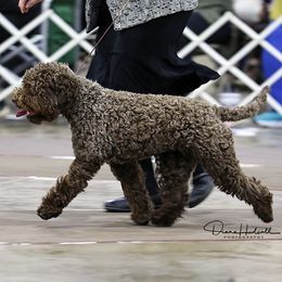 Lagotti Romagnoli from True Blue Kennel