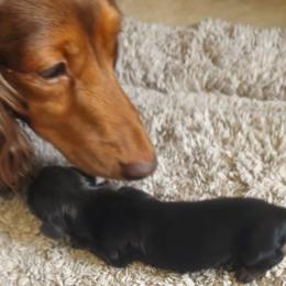 Greta - Piebald female Dachshund puppy in Austin, Texas from Glorious Minis