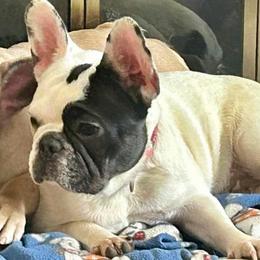 Mishka - French Bulldog