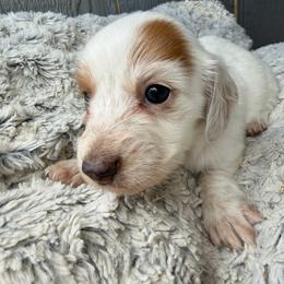 Daphne - Dapple female Dachshund puppy in Jarales, New Mexico from Poker Paws Dachshunds