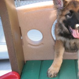 Shiloh Shepherd Puppies from Solace Shilohs