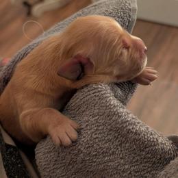 Girl 3 - Golden female Golden Retriever puppy in Rockaway Beach, Oregon from Beach Town Bullies/Sky High Golden Retrievers