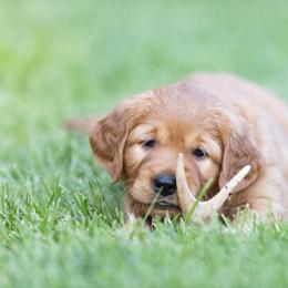 Golden Retriever Puppies from Nelson Retrievers