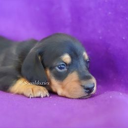 Rusty - Black and tan male Dachshund puppy in Apple Valley, California from Socaldoxies