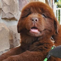 Haisley (White) - Brown female Newfoundland puppy in Winfield, Pennsylvania from Najuananlo Newfoundlands
