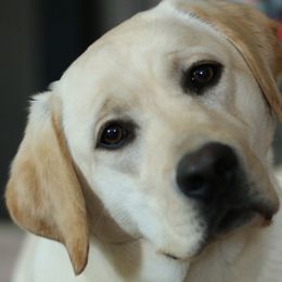 Labrador Retrievers from Shadowmyst Labradors