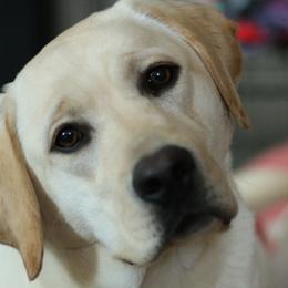 Labrador Retrievers from Shadowmyst Labradors