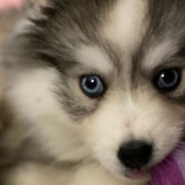 Pomskies from East Coast Pomskies