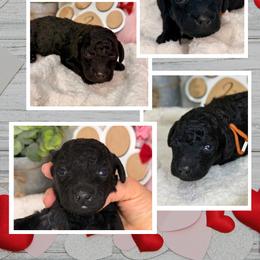 Aussiedoodle Puppies from Iron Doodles
