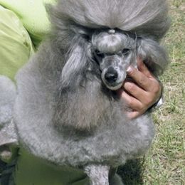 Poodles from Cabryn Poodles