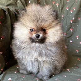 TINY Daisy - Orange sable female Pomeranian puppy in Coram, New York from Willow Dove Pugs