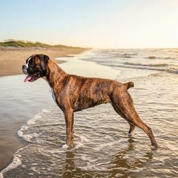 Arya - Boxer