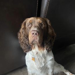 English Springer Spaniels from Keenerbelle Springers