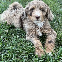 Aussiedoodle and Bernedoodle Puppies from High Desert Doodles