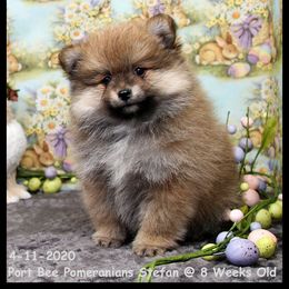 Pomeranian Puppies from Port Bee Pomeranian’s