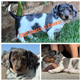 Dachshund Puppies from Circle C Farm