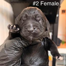 Two - Black female Newfoundland puppy in Tully, New York from Bear Paw Newfoundlands