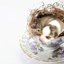 Pomsky Puppies from Promise Land Pomskies