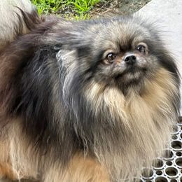 Lexie - Pomeranian