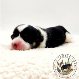 Marina - Black and white female American Corgi puppy in Cameron, North Carolina from Butts Family Corgis