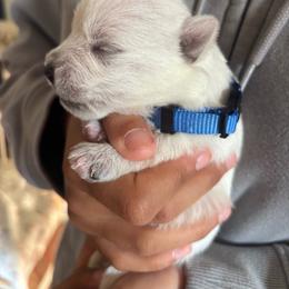 Rocket - White male West Highland White Terrier puppy in Independence, Iowa from EClair's Havanese
