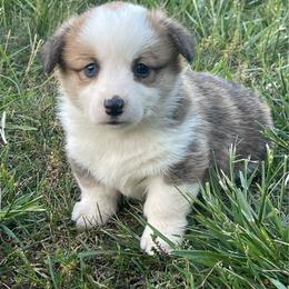 Tilly - Red female Pembroke Welsh Corgi puppy in Mount Carmel, Tennessee from Hidden View Farm