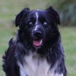 GATOR BUG - Australian Shepherd
