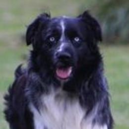 GATOR BUG - Australian Shepherd