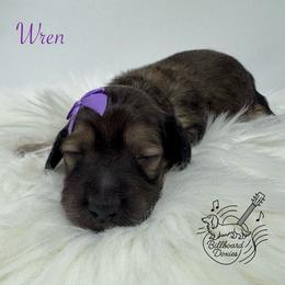 Wren - Cream female Dachshund puppy in Pulaski, Tennessee from Billboard Doxies