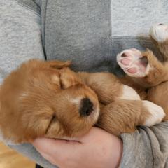 Nova Scotia Duck Tolling Retriever Puppies from Sundance Tollers