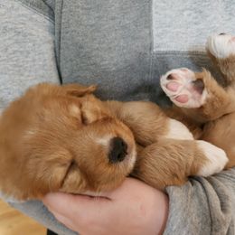 Nova Scotia Duck Tolling Retriever Puppies from Sundance Tollers