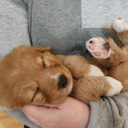 Nova Scotia Duck Tolling Retriever Puppies from Sundance Tollers