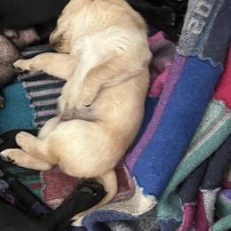 Labrador Retriever and Pembroke Welsh Corgi Puppies from Burress Family Farm and Kennels