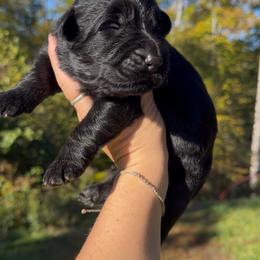 Sugar - Black female German Shepherd puppy in Virginia from Stahlhaus ( Previously Buffelbach Farmstead Shepherds)