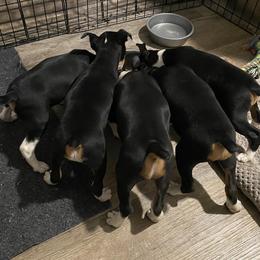 Rat Terrier puppies from Hawthorne Terriers